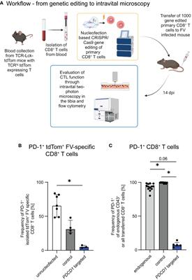 PD-1 knockout on cytotoxic primary murine CD8+ T cells improves their motility in retrovirus infected mice